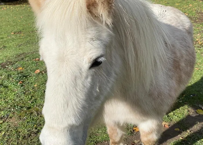 Yourte Et Son Bain Nordique