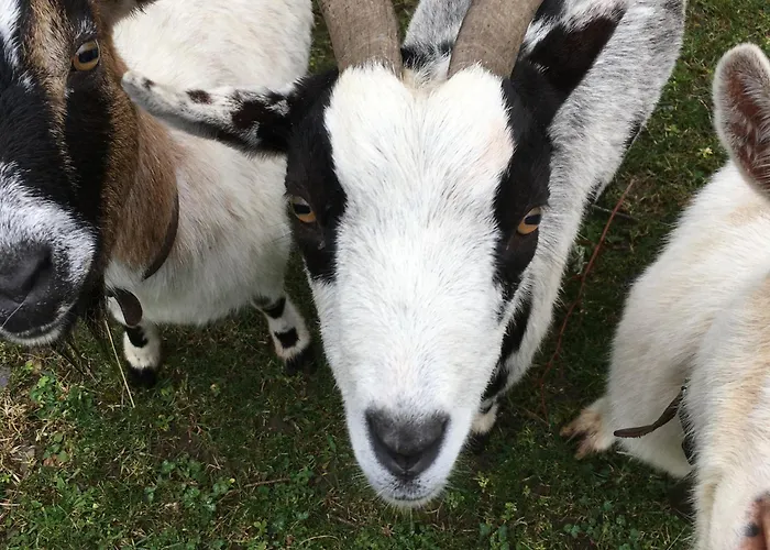 Yourte Et Son Bain Nordique ラグジュアリーテント *