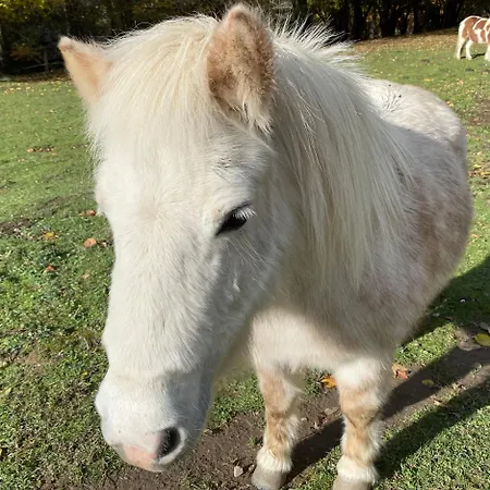 Yourte Et Son Bain Nordique