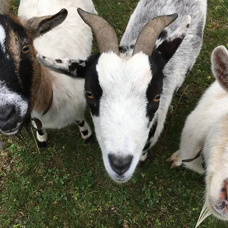 Yourte Et Son Bain Nordique Lyxtält *